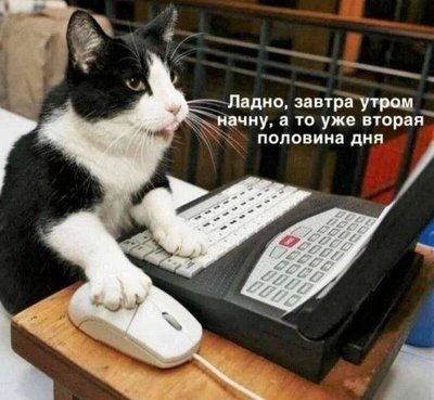 кот комп.jpg