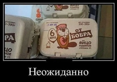 яйца от бобра.jpg
