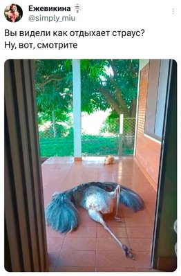 страус.jpg