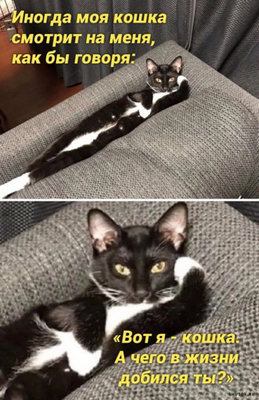 кошка я.jpg