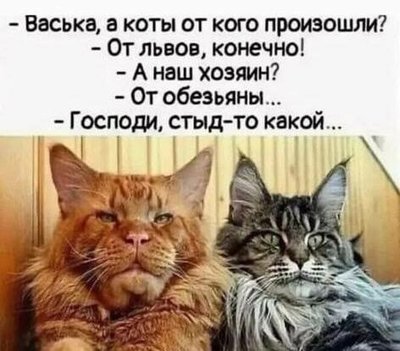 кот от льва.jpg