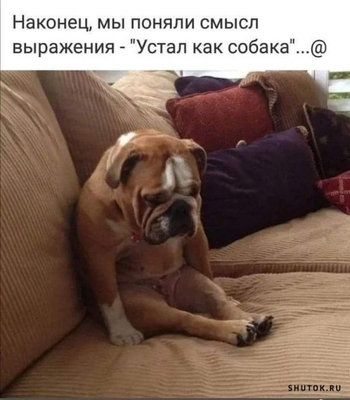 собака.jpg
