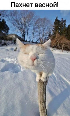весна кот.jpg