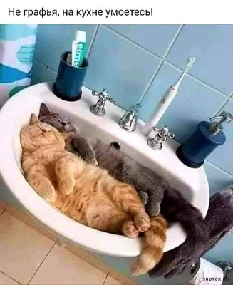 коты в раковине.jpg