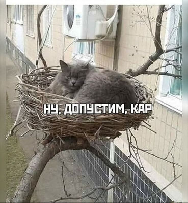 кот карр.jpg