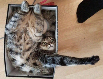 коть воть.jpg