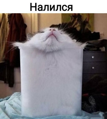 кот налился.jpg