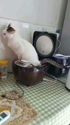 Кошачья_месть_страшная.png