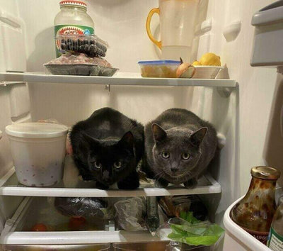 кот чего принес.jpg