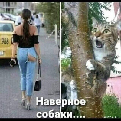 собаки подрали.jpg