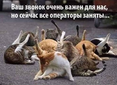 кот звонок.jpg