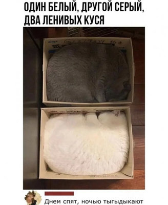 куси.jpg