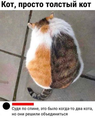 два кота.jpg