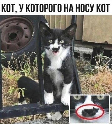 кот в коте.jpg