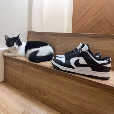 кот рибок.jpg