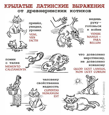 котий.jpg