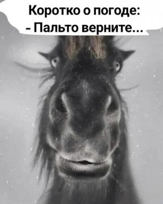 конь в пальто.jpg