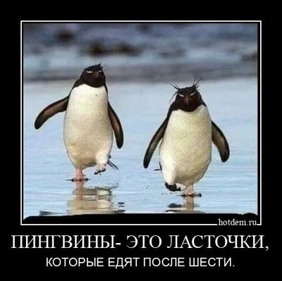 пингвины ласточки.jpg