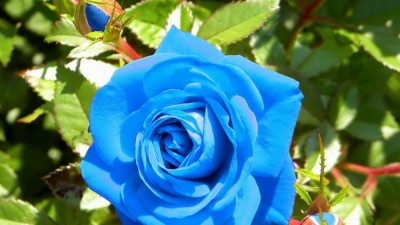 www.GetBg.net_Nature___Flowers_Blue_rose_bloomed_in_the_garden_055891_.jpg