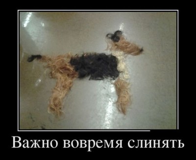 1456125479_veselye-demotivatory-1_podstolom.su.jpg