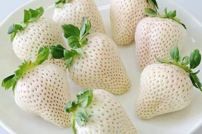 Клубника Белый швед. Имеет привкус ананаса, шелковицы и дикой земляники..jpg