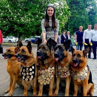 Собаки, которые служили..jpg