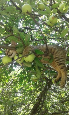 Кот в яблоках.jpg