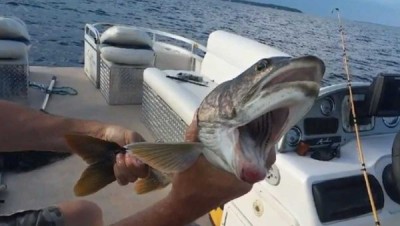 fish-mouth-2-1566397842.jpg