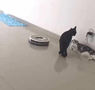 tumblr_ba365b31f0421c4cebbc4b38cb711059_54cfcbaf_400.gif