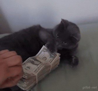 giphy (5).gif