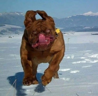 Не бойтесь, он только понюхает.jpg