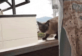giphy (3).gif
