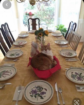 А корзинка то была для кота)).jpg