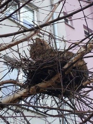 На подмене, пока мама птица полетела покушать..jpg