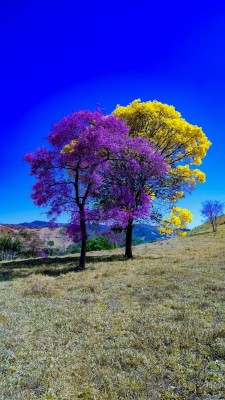 Красота природы совершенна..jpg