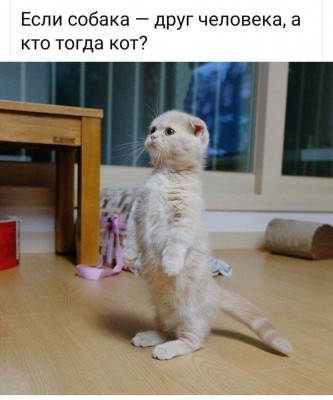 А кот просто сожитель).jpg