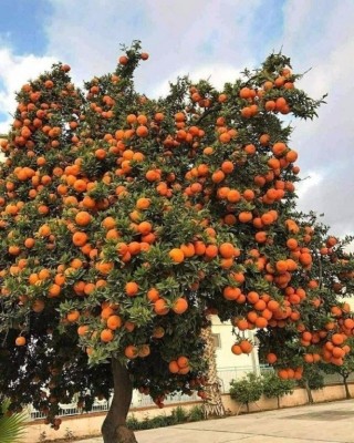 Апельсиновое дерево. Абхазия. Вот это урожай!.jpg