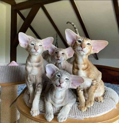 Восточная короткошерстная, а я бы просто сказала - ушастики)).jpg