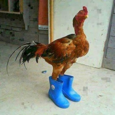 Раньше был кот в сапогах, а теперь петух..jpg