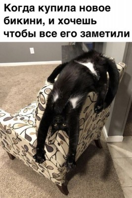 i-258294.jpg