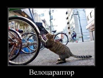 велоцараптор.jpg