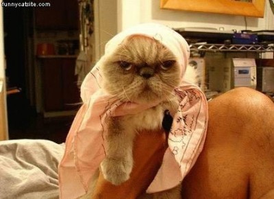 Mad_Cat_With_Do_Rag.jpg