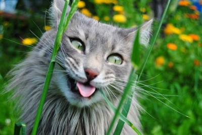 silly-cat-600x401.jpg