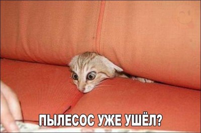Ржачные-и-смешные-кошки-фото-с-надписями-до-слез-новые-3.jpg