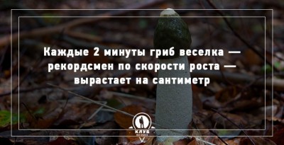 interesnye-fakty-o-gribax-1.jpg
