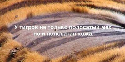 interesnye-fakty-v-kartinkax-110.jpg