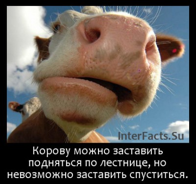 37984_original.jpg