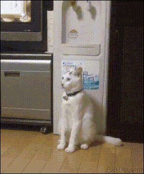 FmUOw7y.gif